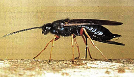 Vigilancia Forestal 04